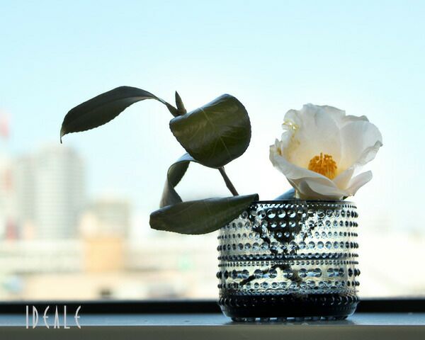 イッタラ（iittala） カステヘルミ/Kastehelmi キャンドルホルダー 64mm グレイ